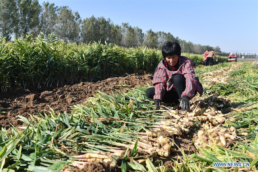 #CHINA-SHIJIAZHUANG-HARVEST-ECONOMY (CN)