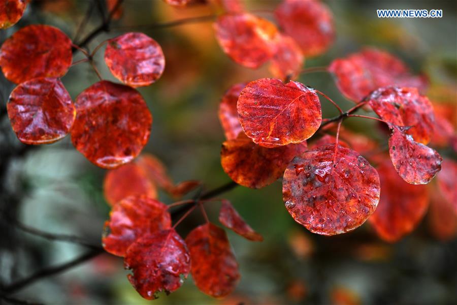 CHINA-BEIJING-BADACHU-AUTUMN SCENERY(CN)