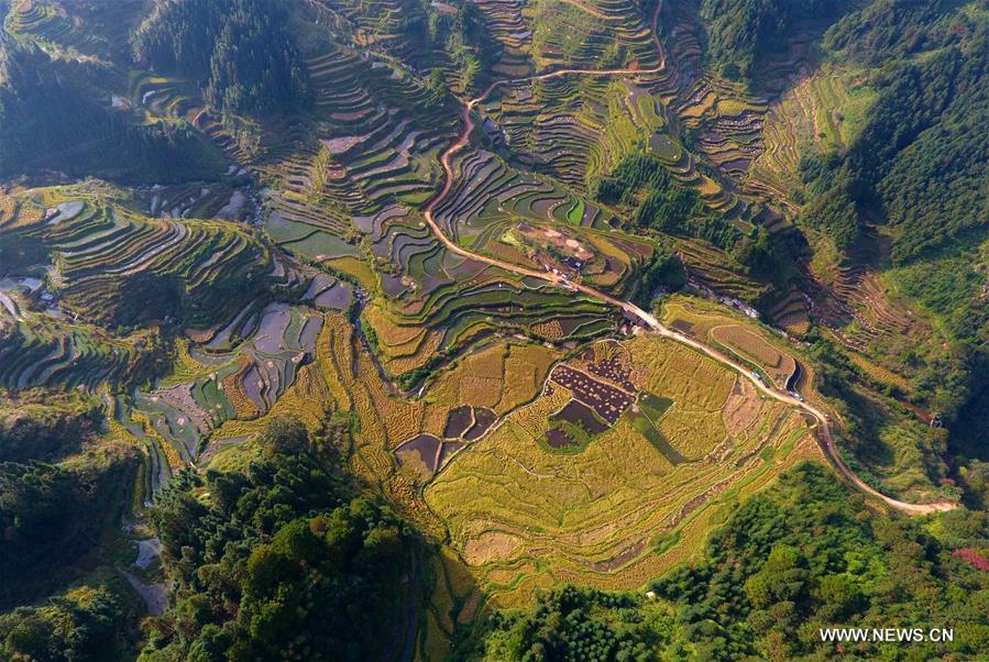 CHINA-GUANGXI-ANTAI-RICE-HARVEST (CN)