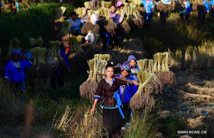 CHINA-GUANGXI-ANTAI-RICE-HARVEST (CN)