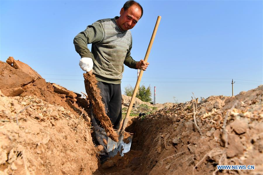 CHINA-SHANXI-YAM-HARVEST (CN)