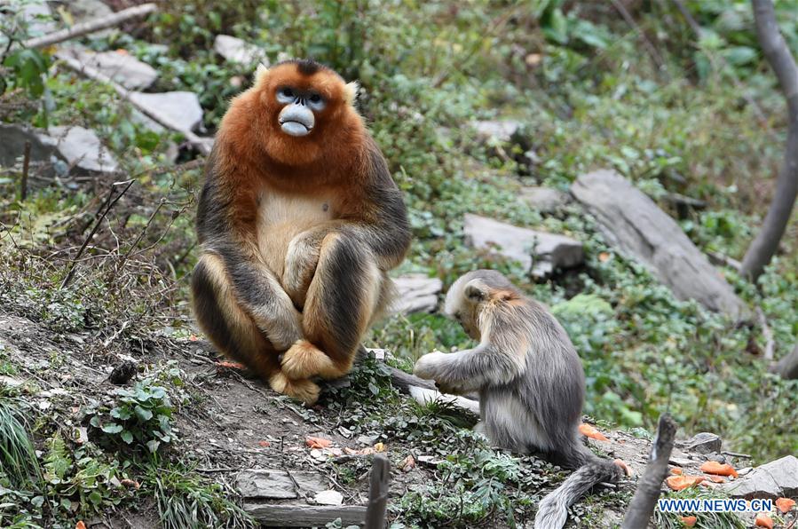 CHINA-GANSU-YUHE-GOLDEN MONKEY (CN)