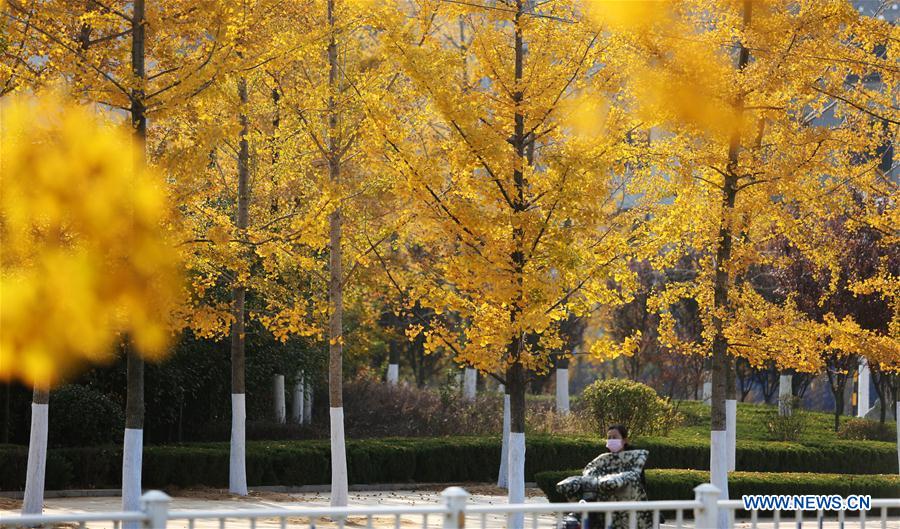 #CHINA-AUTUMN-SCENERY-LEAVES (CN)