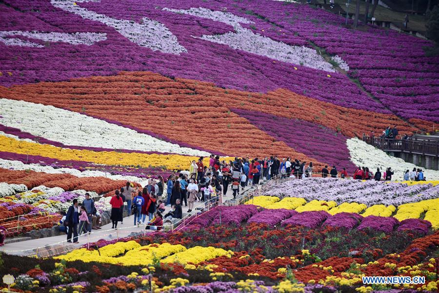 CHINA-GUIZHOU-CHRYSANTHEMUM-TOURISM (CN)