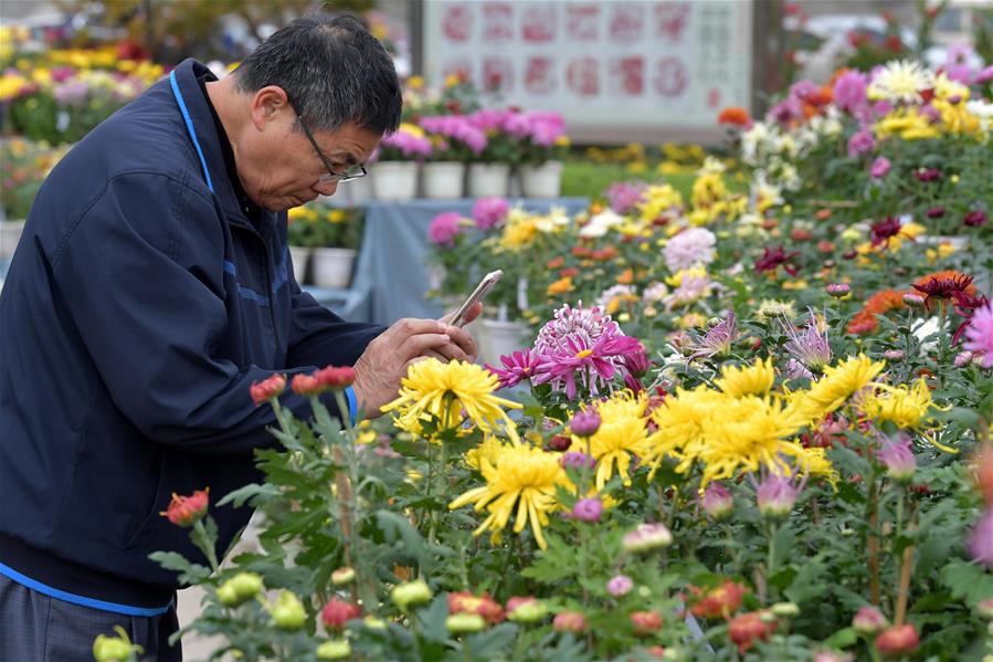 CHINA-JIANGXI-NANCHANG-CHRYSANTHEMUM SHOW (CN)