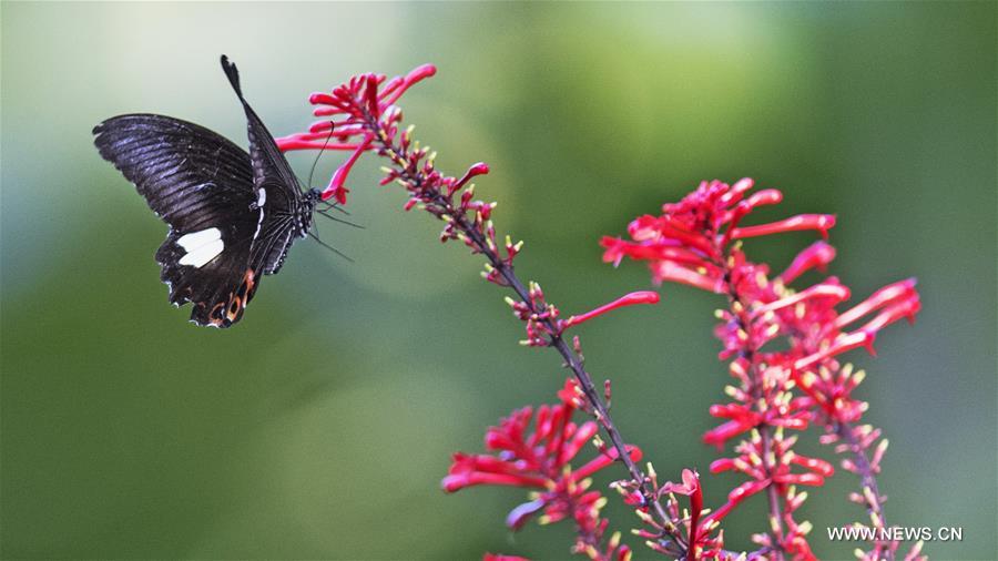 CHINA-FUZHOU-FLOWERS-BUTTERFLY (CN) 