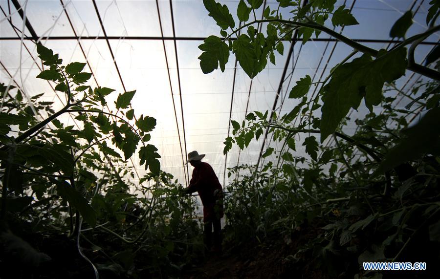 #CHINA-WINTER-FARM WORK (CN)