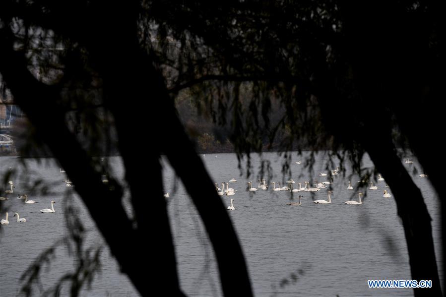 CHINA-HENAN-SANMENXIA-SWANS (CN)