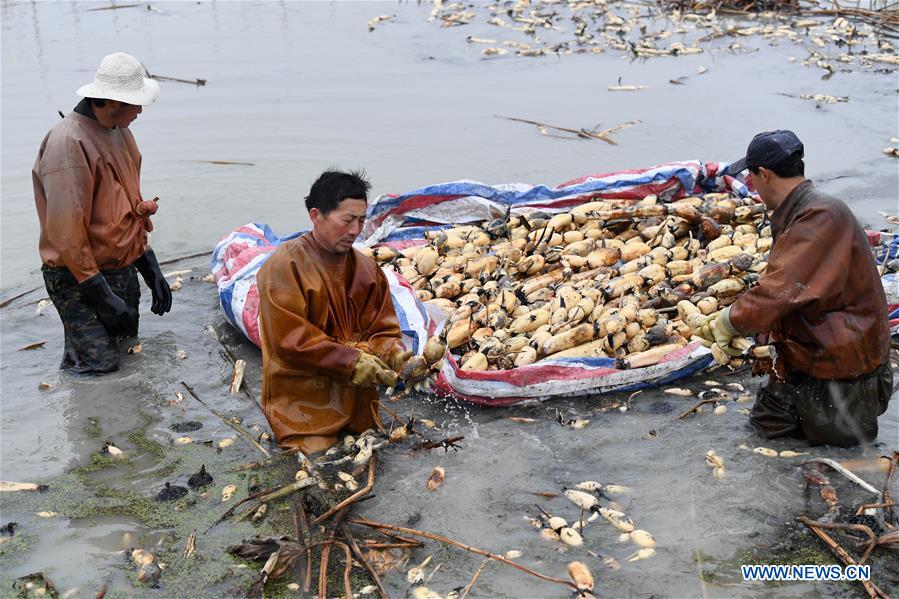 CHINA-ANHUI-LOTUS ROOT-HARVEST (CN)