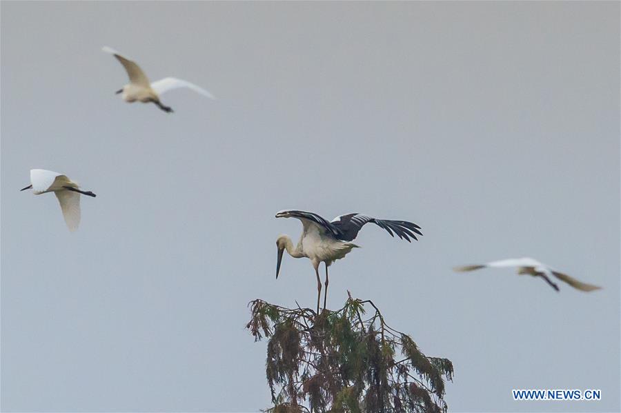 CHINA-ANHUI-WHITE STORK (CN)