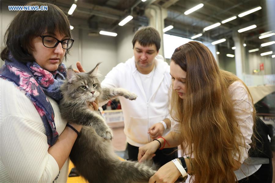 ITALY-BOLOGNA-AMERICAN CAT SHOW