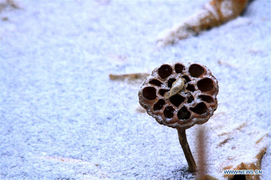 #CHINA-GANSU-ZHANGYE-WITHERED LOTUS-SNOW (CN)