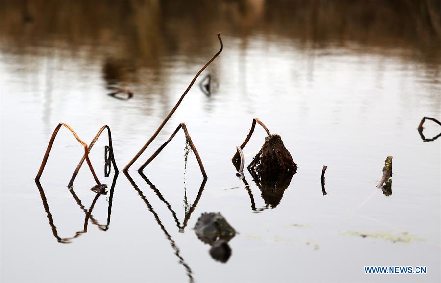 #CHINA-SHANDONG-WITHERED LOTUS (CN)