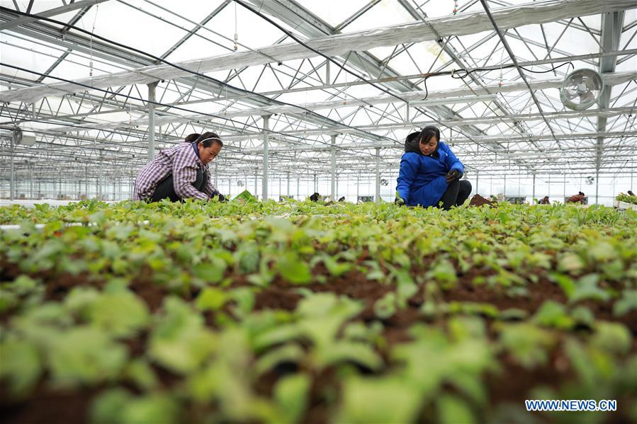 #CHINA-WINTER-AGRICULTURE (CN)