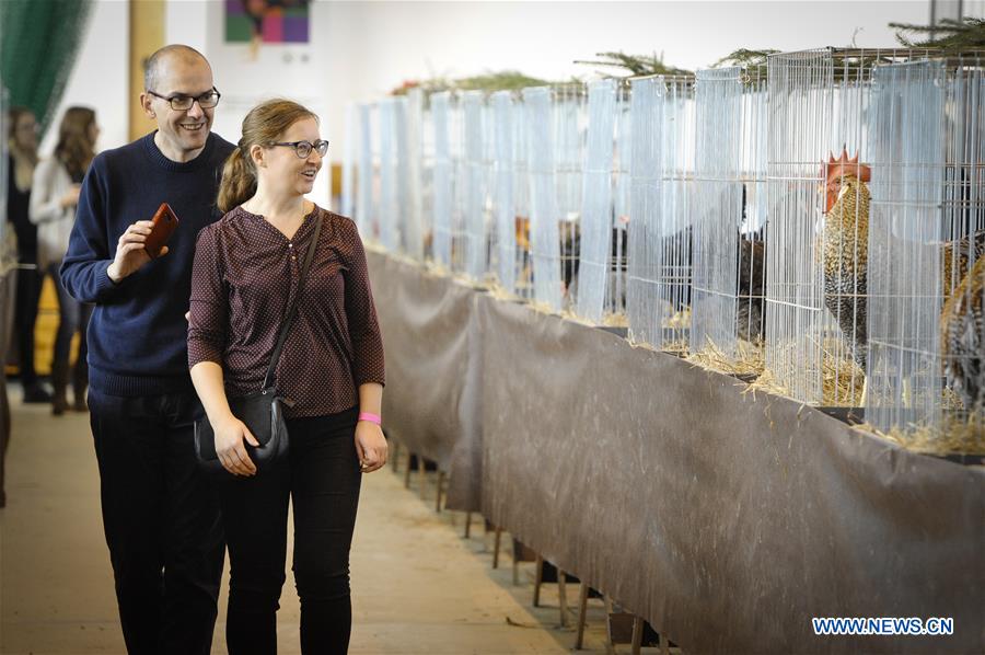 POLAND-WARSAW-ORNAMENTAL CHICKENS SHOW