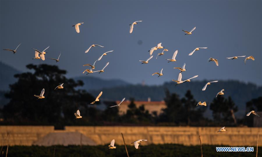 CHINA-GUANGXI-BEIBU GULF-EGRETS (CN)