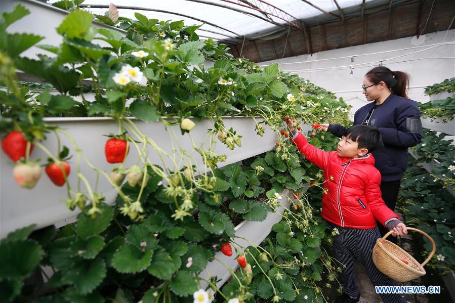 #CHINA-SHANDONG-QINGDAO-AGRICULTURE (CN)