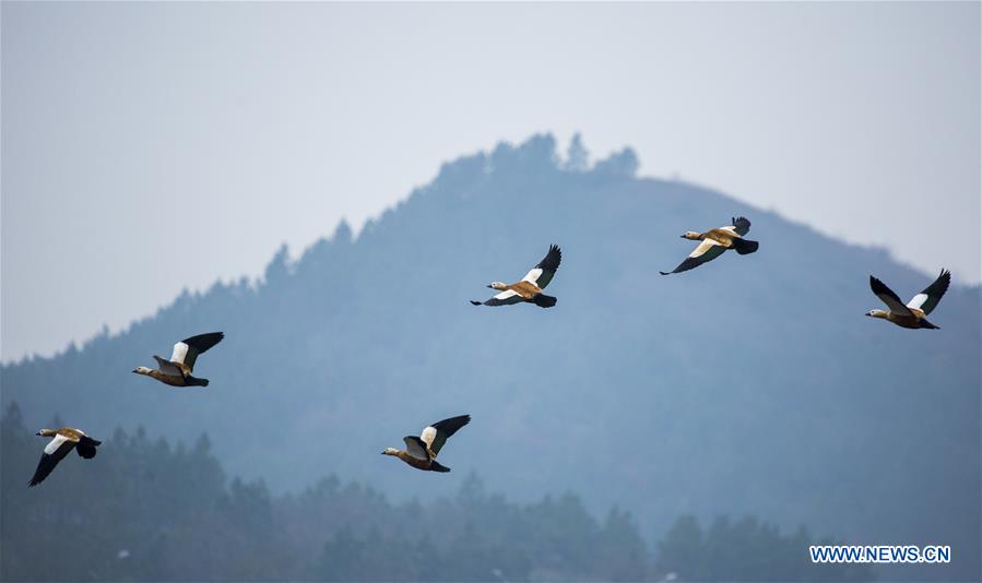 #CHINA-JIANGXI-POYANG LAKE-MIGRANT BIRDS (CN) 