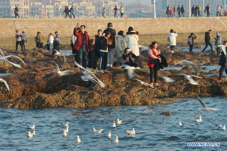 #CHINA-SHANDONG-QINGDAO-SEAGULLS (CN)