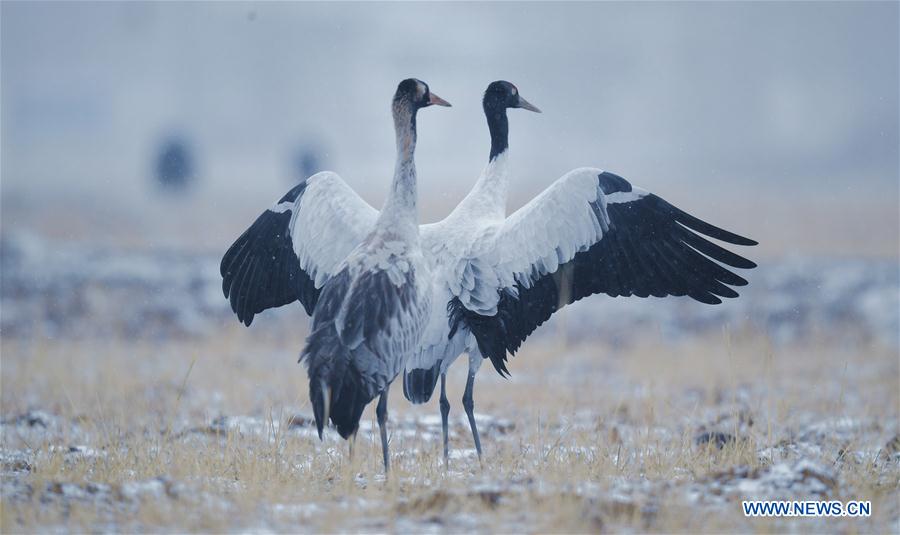 CHINA-TIBET-BLACK-NECKED CRANES (CN)