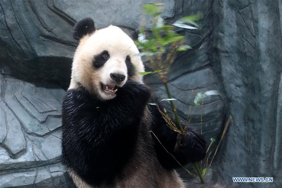 #CHINA-ANHUI-HUANGSHAN-GIANT PANDA (CN)