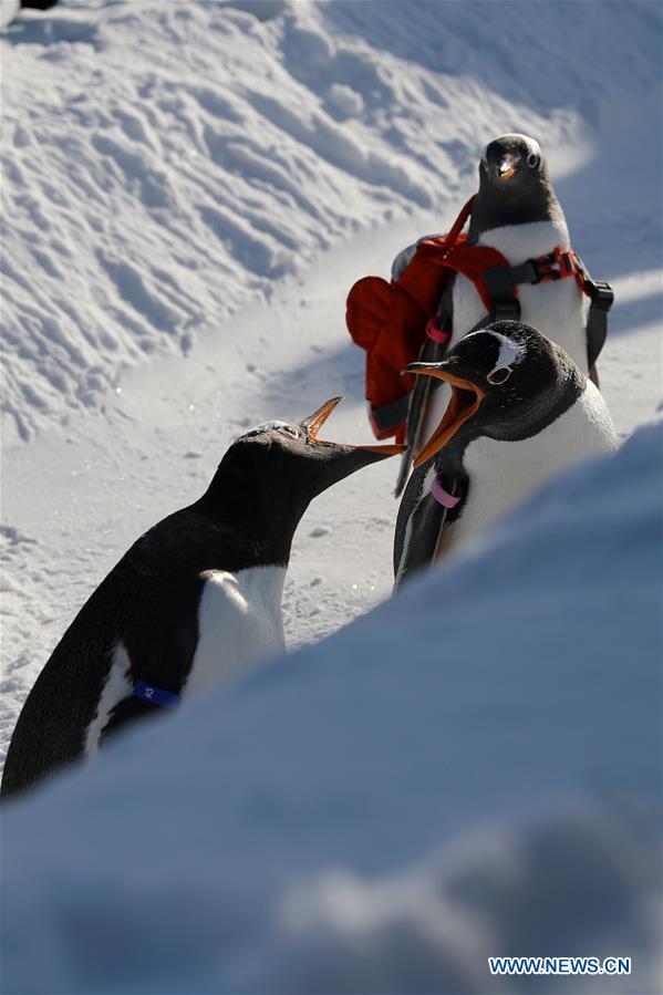 CHINA-HEILONGJIANG-HARBIN-PENGUIN (CN)