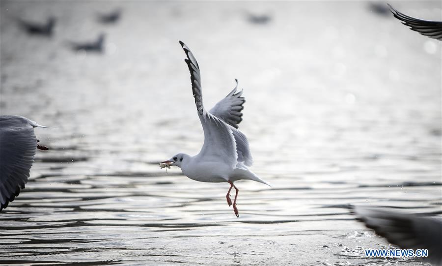 IRAN-MAZANDARAN-MIGRANT BIRDS