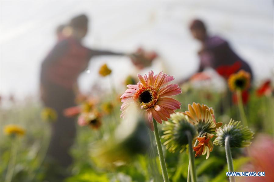 #CHINA-JIANGSU-AGRICULTURE-FLOWER (CN)