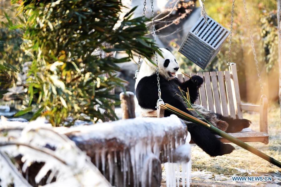 CHINA-JINAN-WINTER-GIANT PANDA (CN)