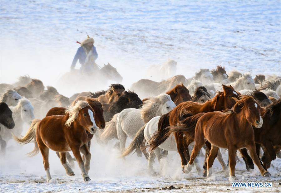 CHINA-INNER MONGOLIA-HORSE-GRASSLAND (CN)