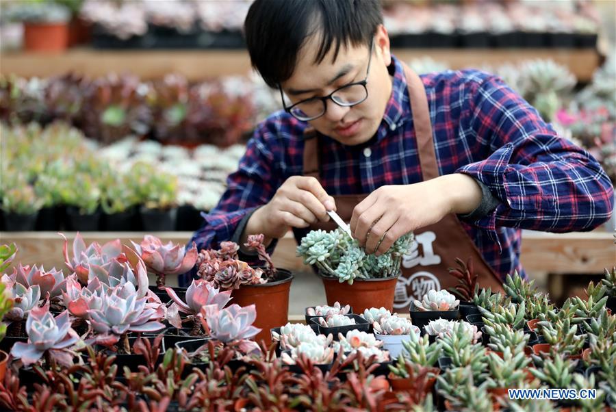 CHINA-HEBEI-SUCCULENT PLANTS (CN)