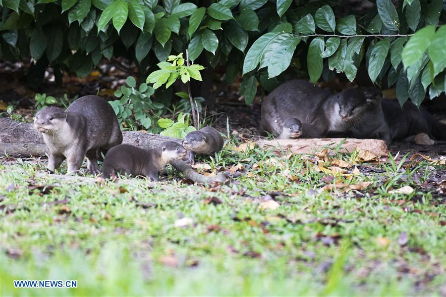 SINGAPORE-NEWBORN OTTER