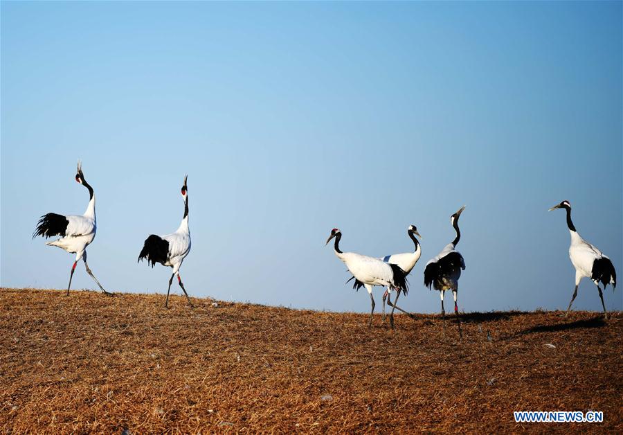 CHINA-HEILONGJIANG-RED-CROWNED CRANES (CN)