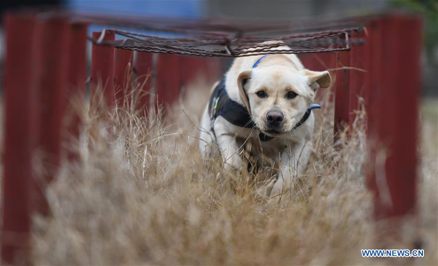 CHINA-HUBEI-WUHAN-POLICE DOG-TRAINING (CN) 