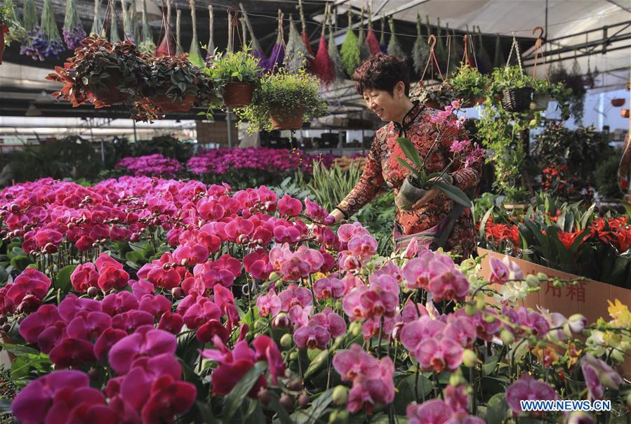 CHINA-FLOWER-SPRING FESTIVAL-PREPARATION (CN)