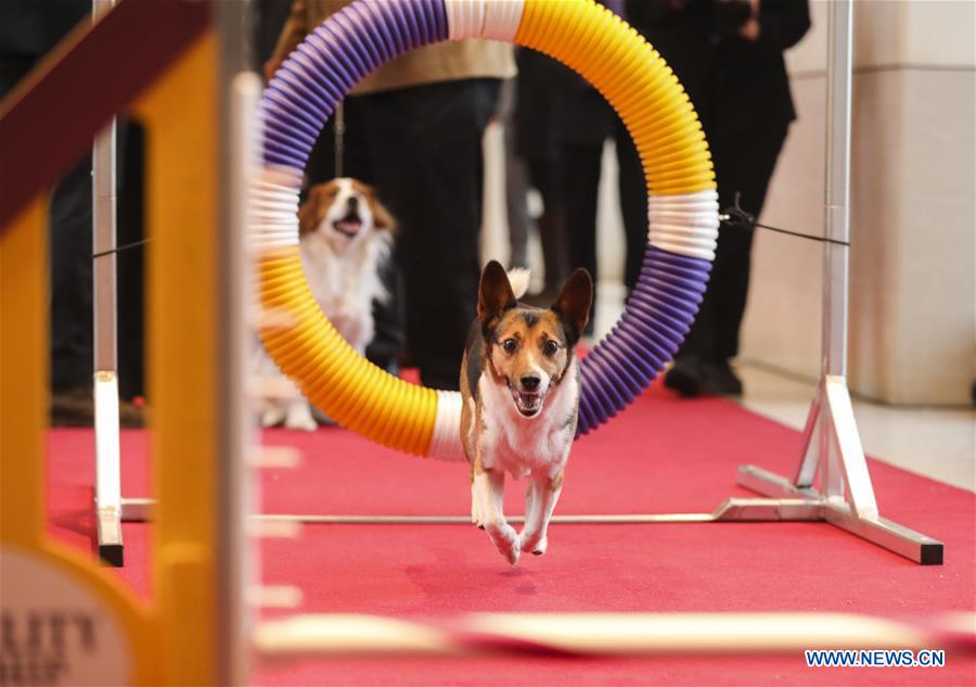 U.S.-NEW YORK-DOG SHOW-PRESS PREVIEW