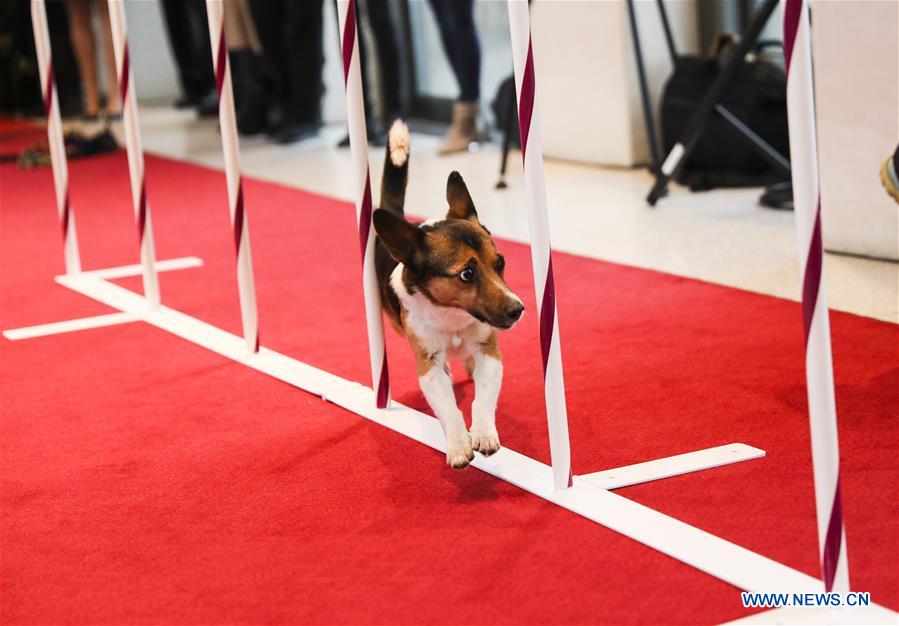 U.S.-NEW YORK-DOG SHOW-PRESS PREVIEW