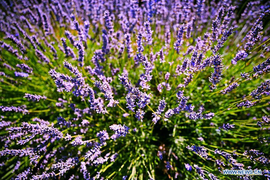 AUSTRALIA-TASMANIA-LAVENDER-BLOSSOMS