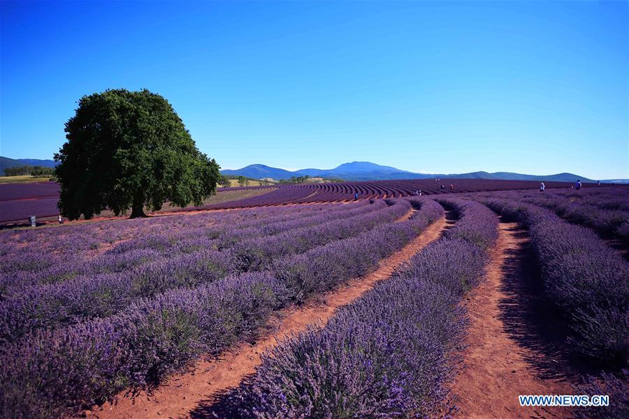 AUSTRALIA-TASMANIA-LAVENDER-BLOSSOMS