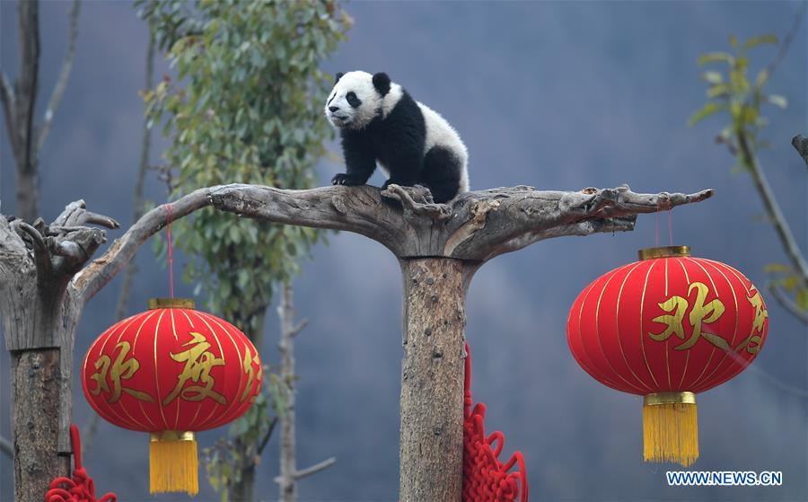 CHINA-SICHUAN-GIANT PANDA-SPRING FESTIVAL (CN)