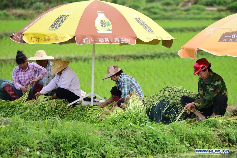 #CHINA-QIONGHAI-FARMING-VEGETABLE (CN)