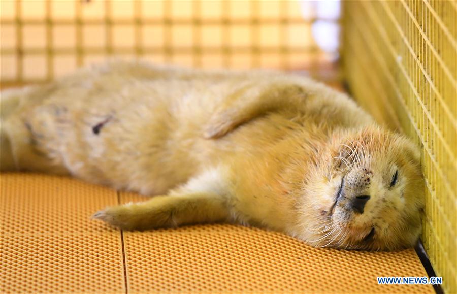 CHINA-HARBIN-SEAL CUB (CN)