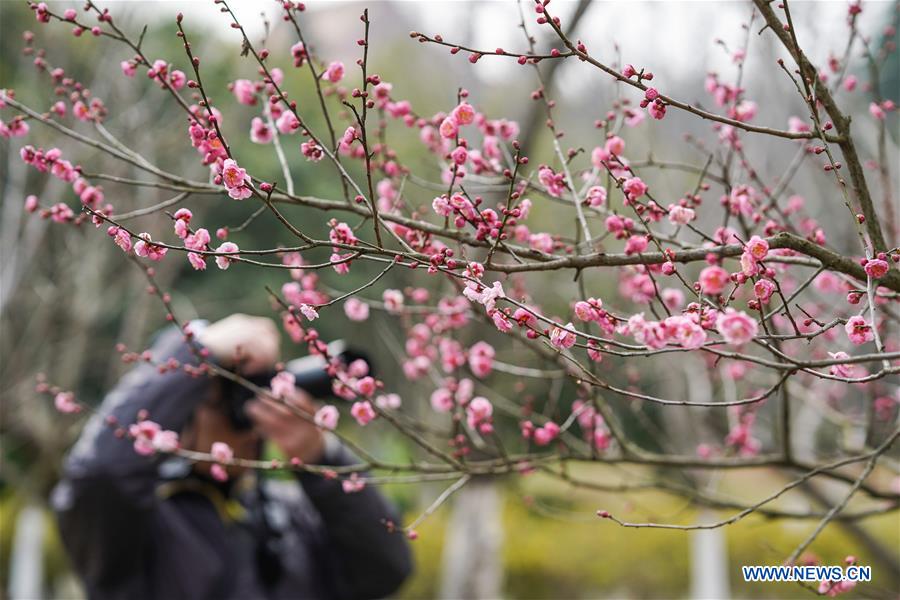 CHINA-JIANGSU-NANJING-PLUM BLOSSOM(CN)