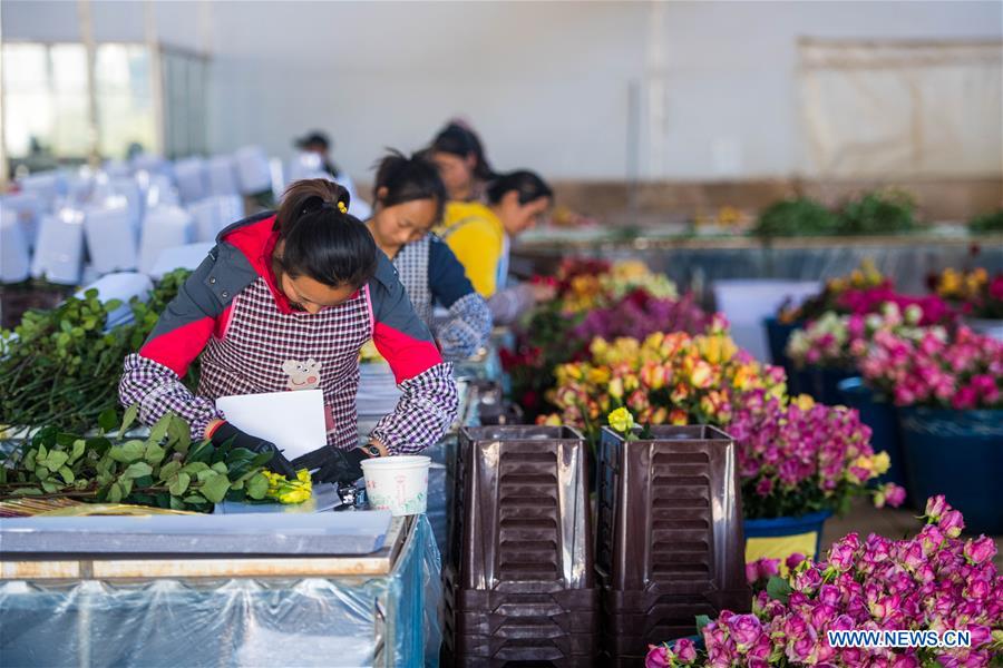 CHINA-YUNNAN-THAILAND-BANGKOK-FLOWER TRADE