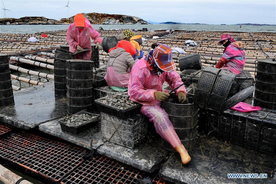 CHINA-FUJIAN-PUTIAN-MARICULTURE(CN)