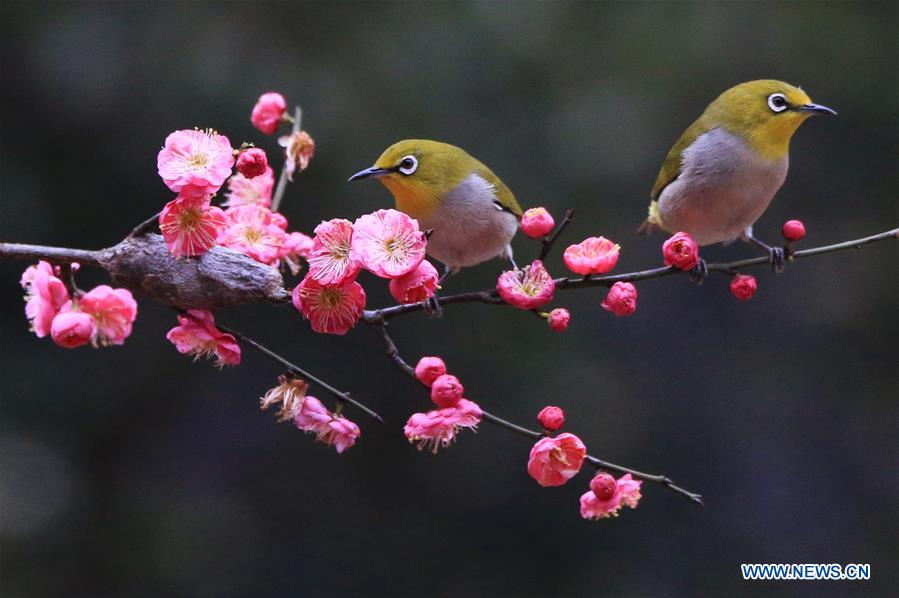 #CHINA-HUNAN-HENGYANG-BIRD-PLUM BLOSSOM (CN)