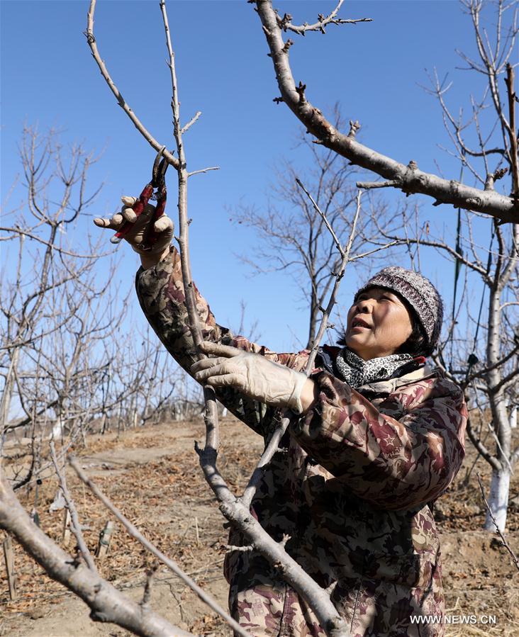 #CHINA-JINGZHE-FARM WORK