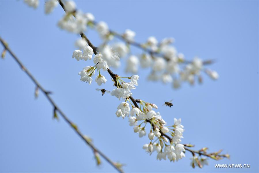 #CHINA-JINGZHE-SPRING(CN)