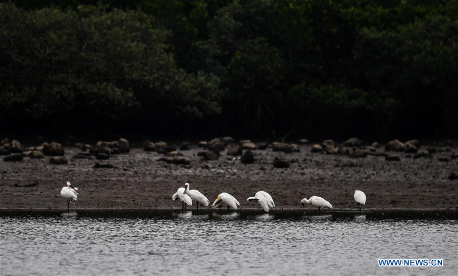 CHINA-HAINAN-SPRING-SPOONBILLS (CN)