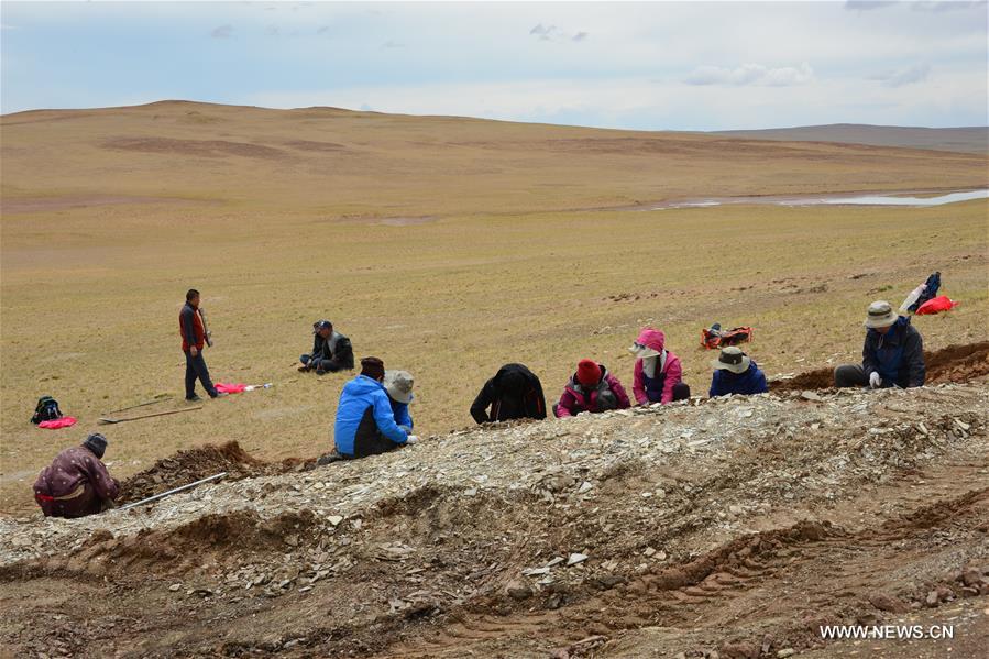 CHINA-YUNNAN-KUNMING-FOSSIL LEAVES-QINGHAI-TIBET PLATEAU FORMATION (CN)